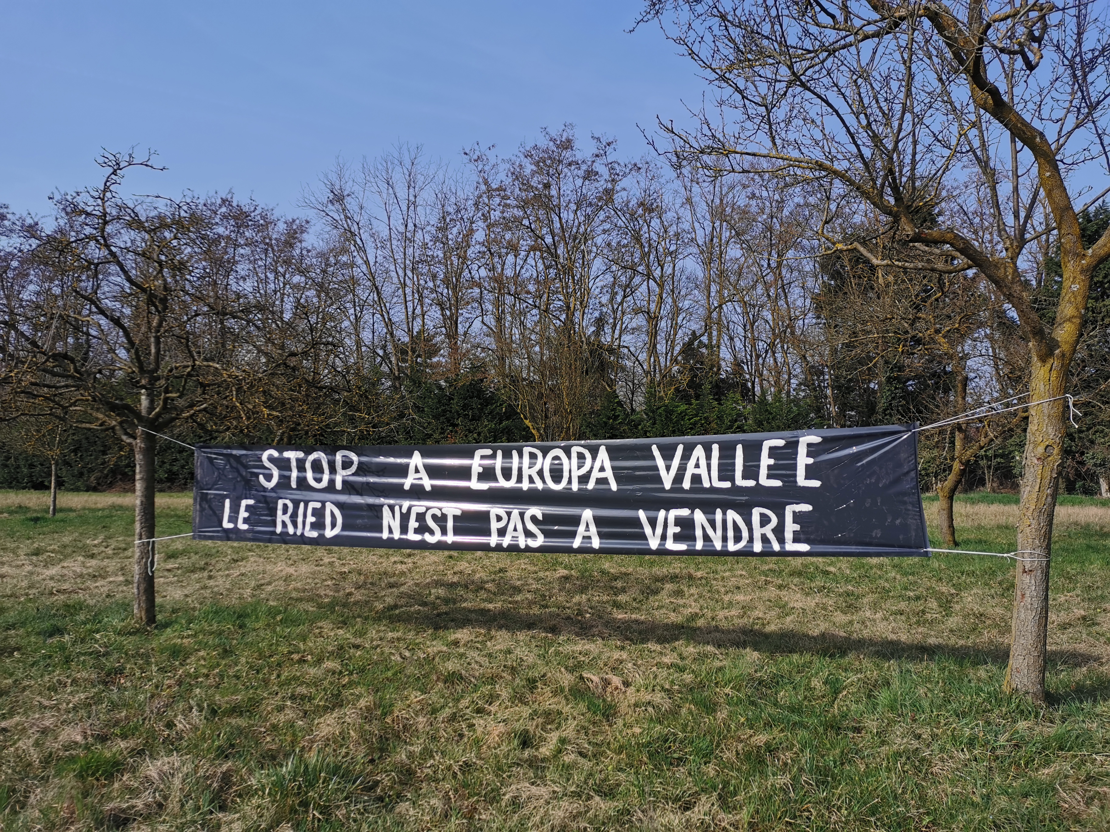 Banderole « Stop à Europa Vallée — Le Ried n'est pas à vendre » dans un verger à Wittisheim